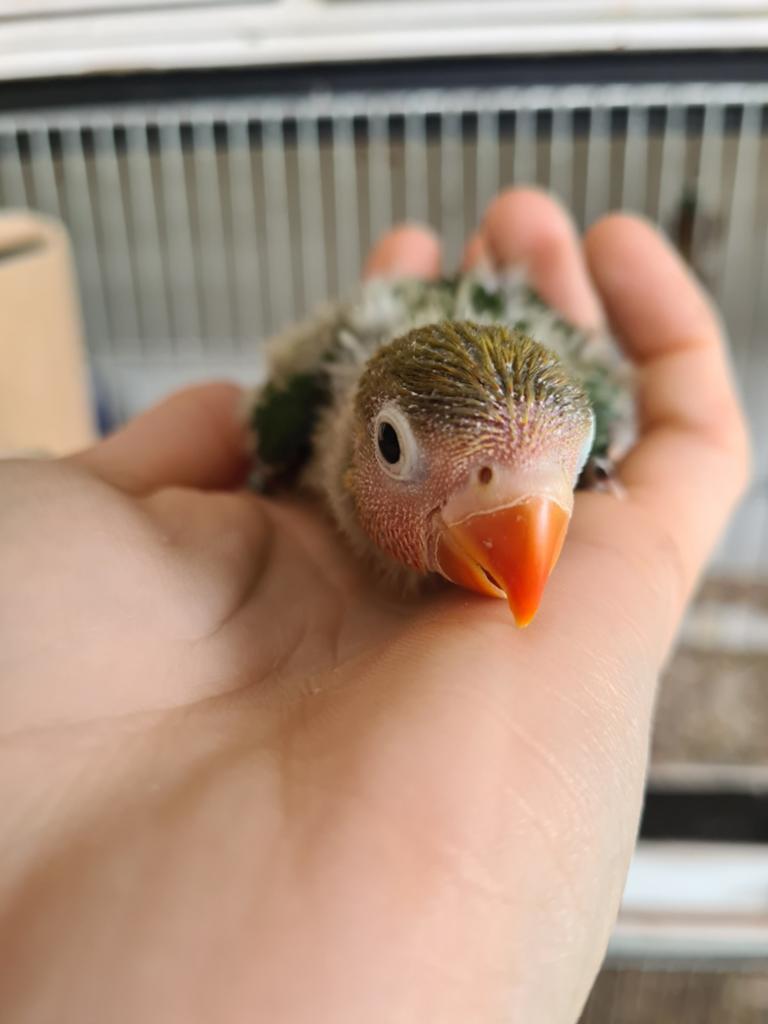 Agapornis Fischeri jong, Dieren en Toebehoren, Vogels | Parkieten en Papegaaien, Dwergpapegaai of Agapornis, Geslacht onbekend