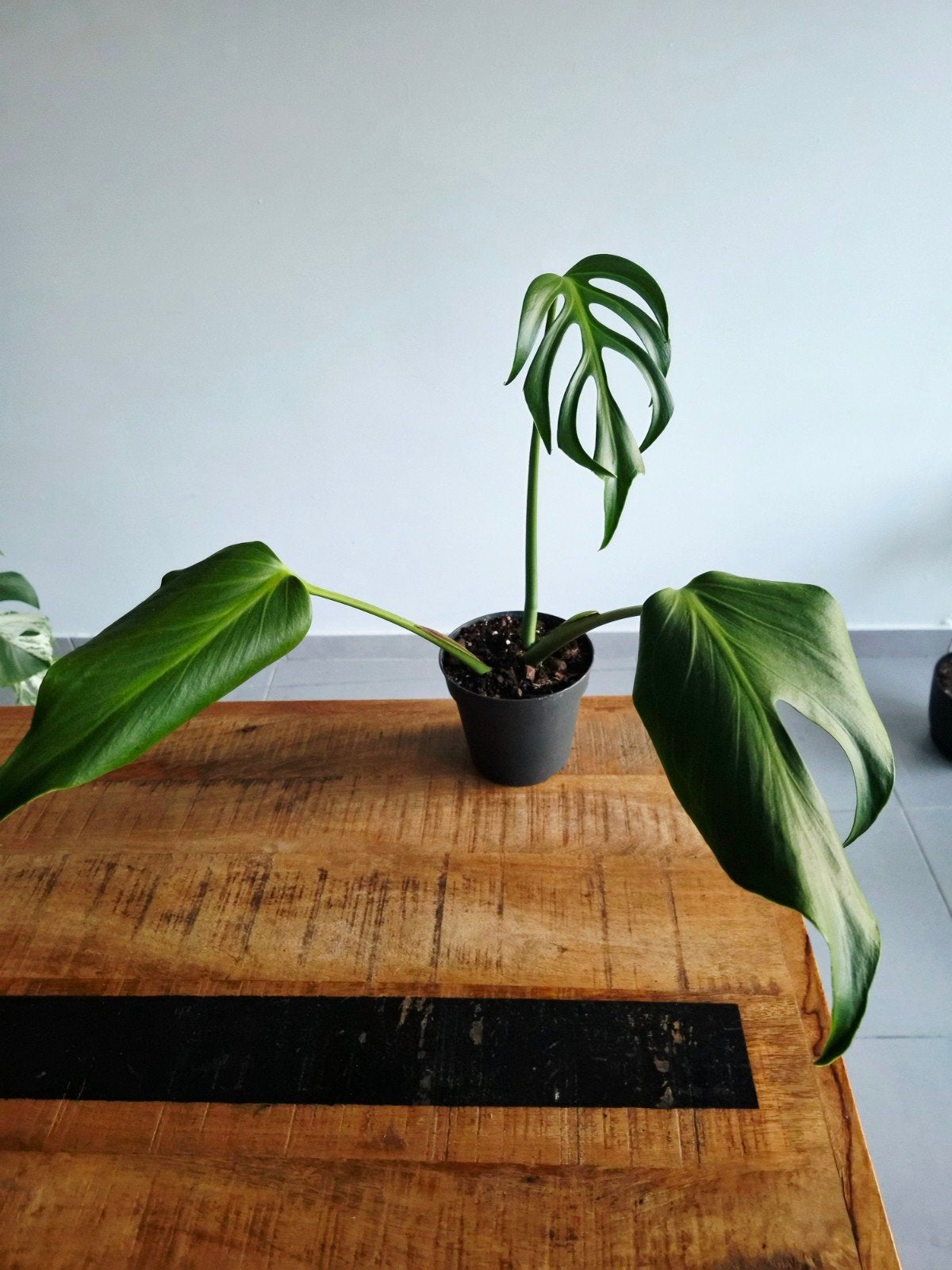 Monstera Burle Marx Flame, Autres espèces, En pot, Moins de 100 cm, Enlèvement