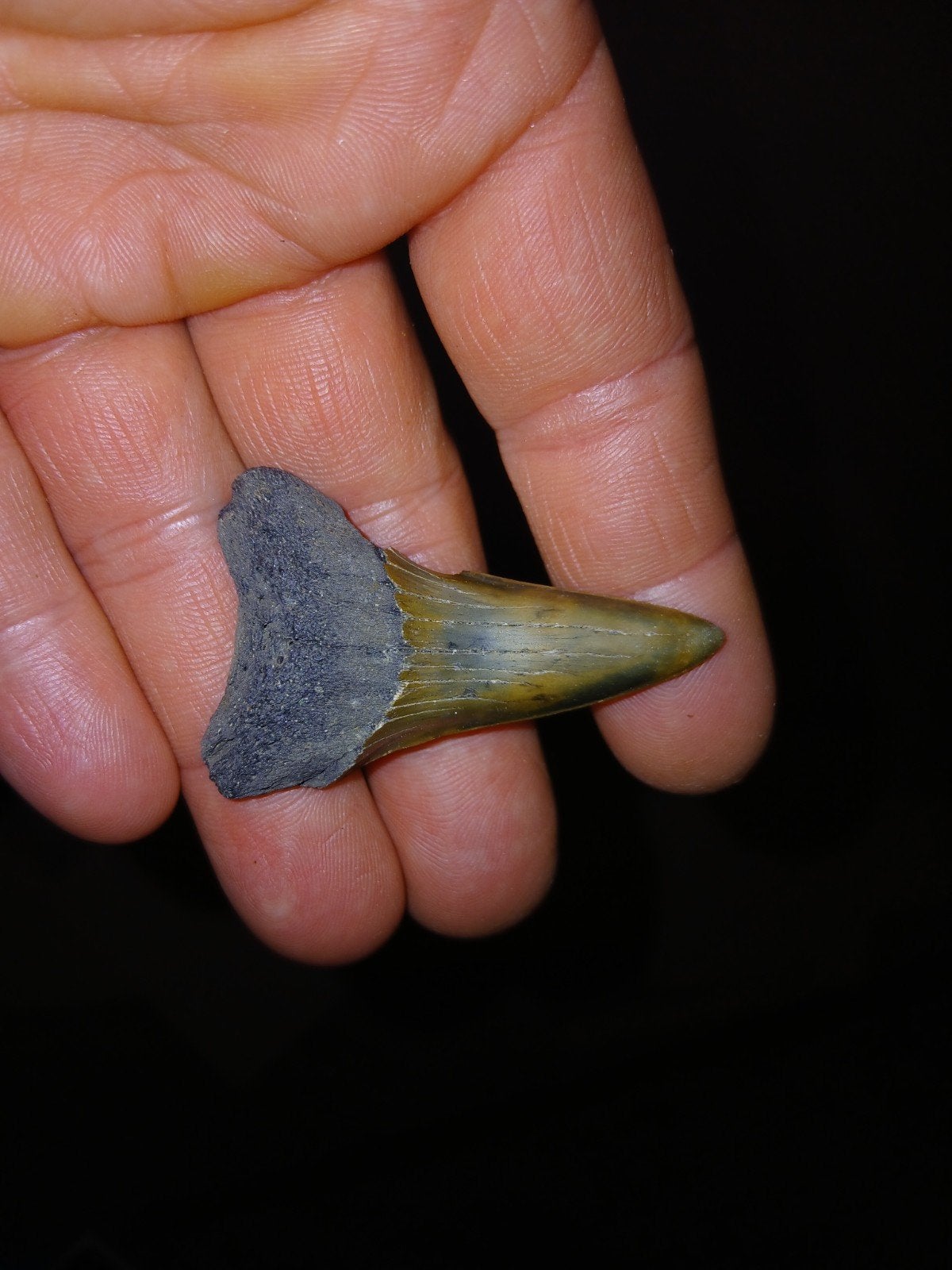 Haaietand  isurus hastalis, Ophalen of Verzenden