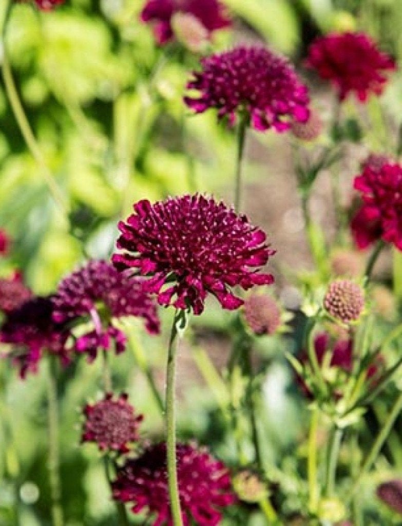 Knautia macedonica 'Red Cherries', Autres espèces, Plein soleil, Été, Enlèvement