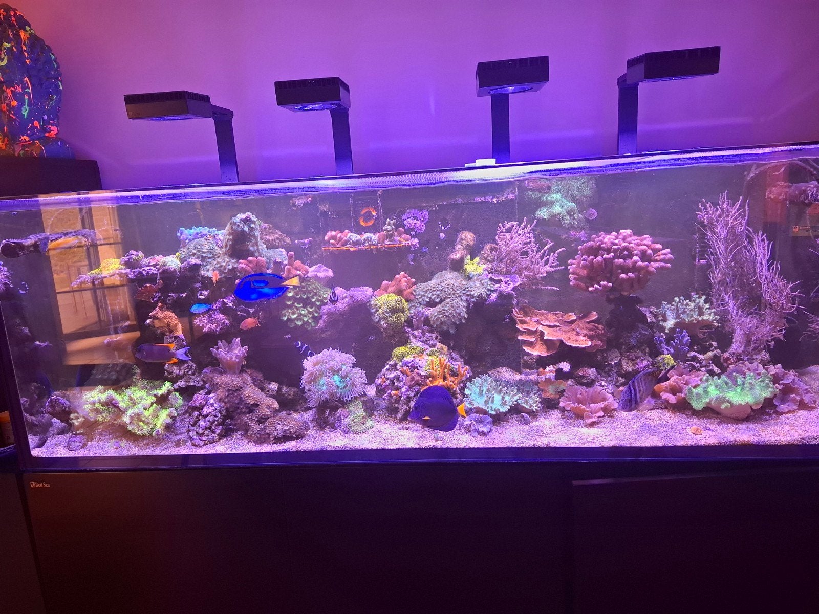 zeeaquarium, Dieren en Toebehoren, Ophalen