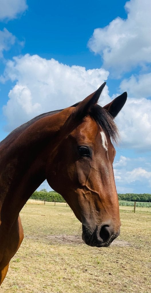 Fokmerrie, Animaux & Accessoires, Chevaux, 175 cm ou plus, 11 ans ou plus, Avec pedigree, Ne s'applique pas