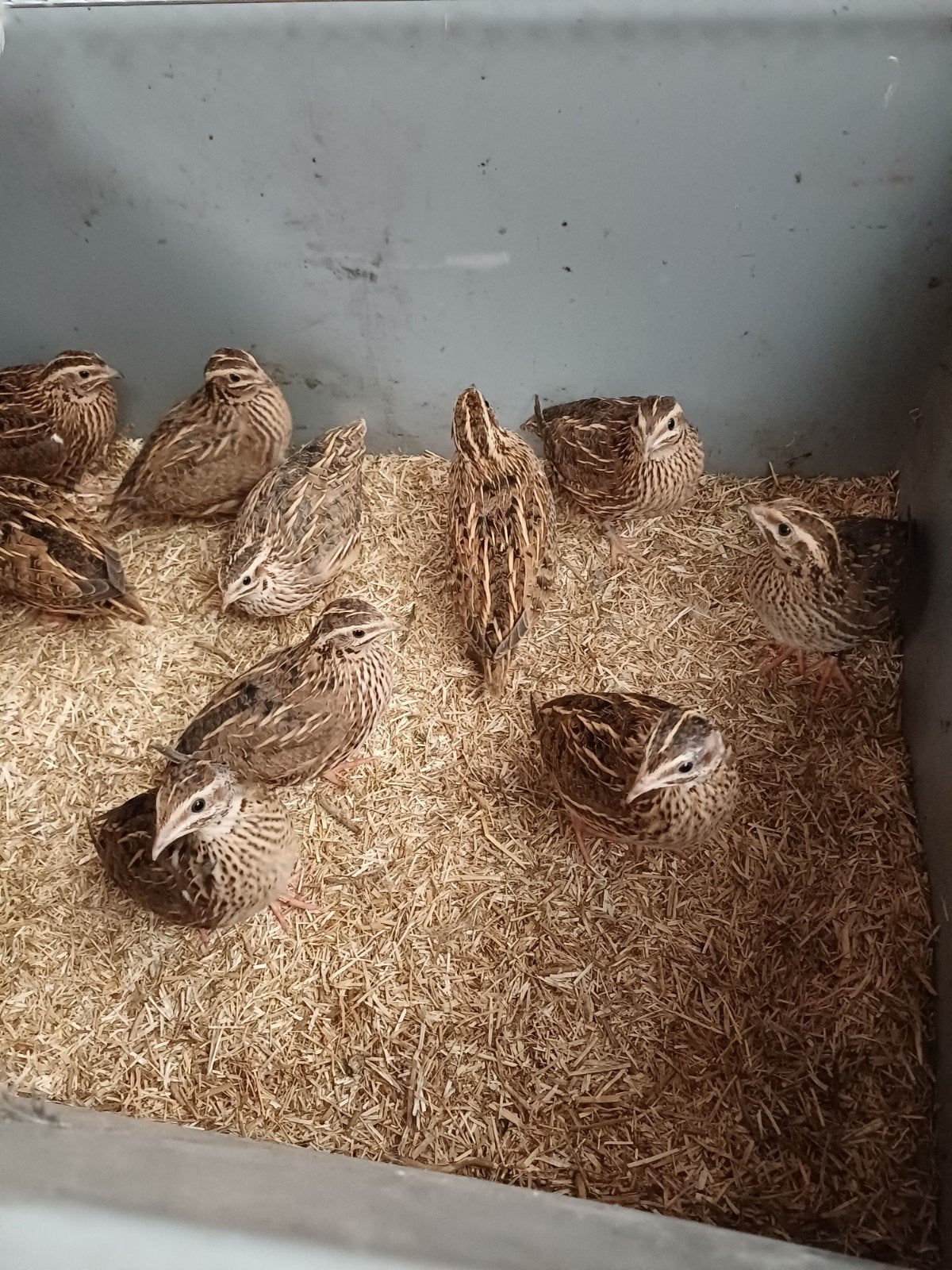 Europese of inlanse kwartels, Dieren en Toebehoren, Geringd