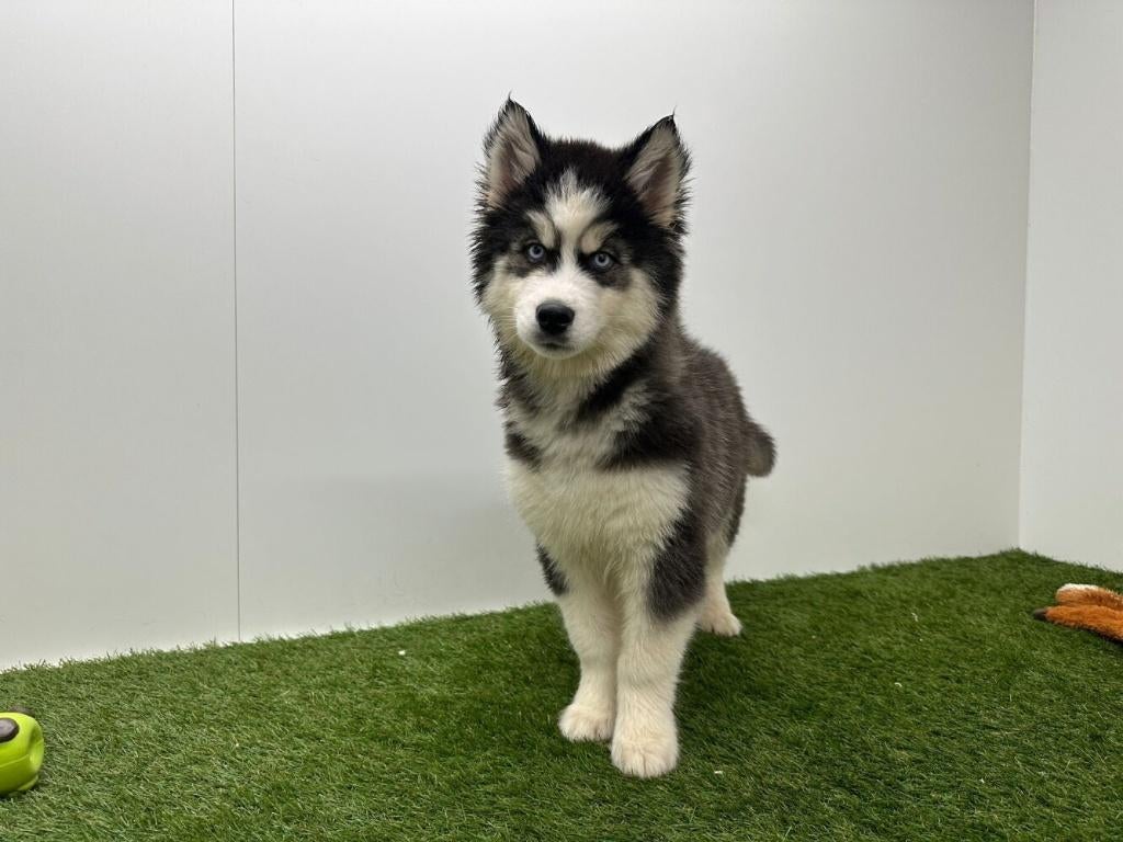 Siberische Husky pups - langharig, België, Reu, 8 tot 15 weken, Poolhond