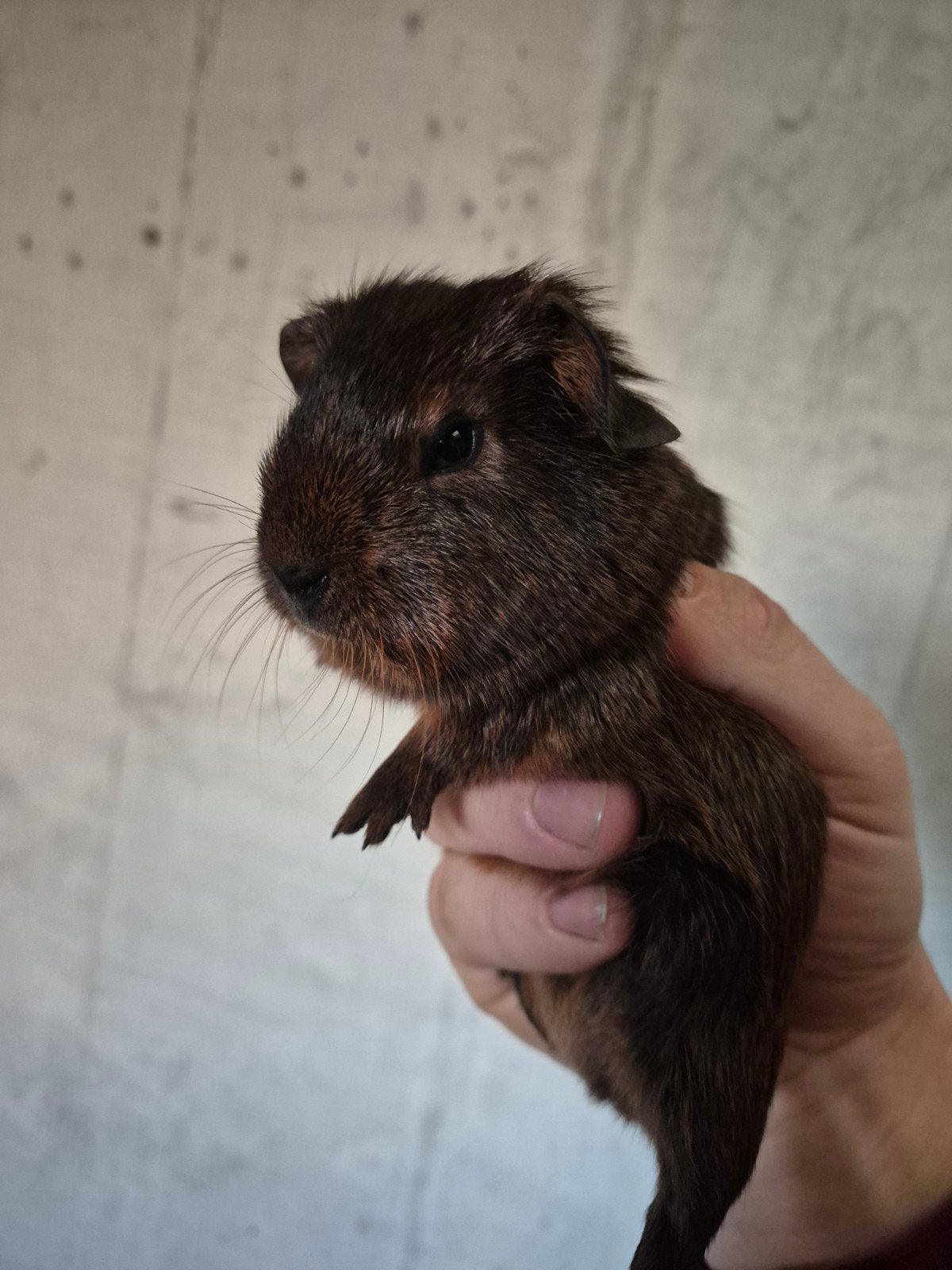 cavia goud agouti, Animaux & Accessoires, Octobre, Plusieurs animaux, Cobaye