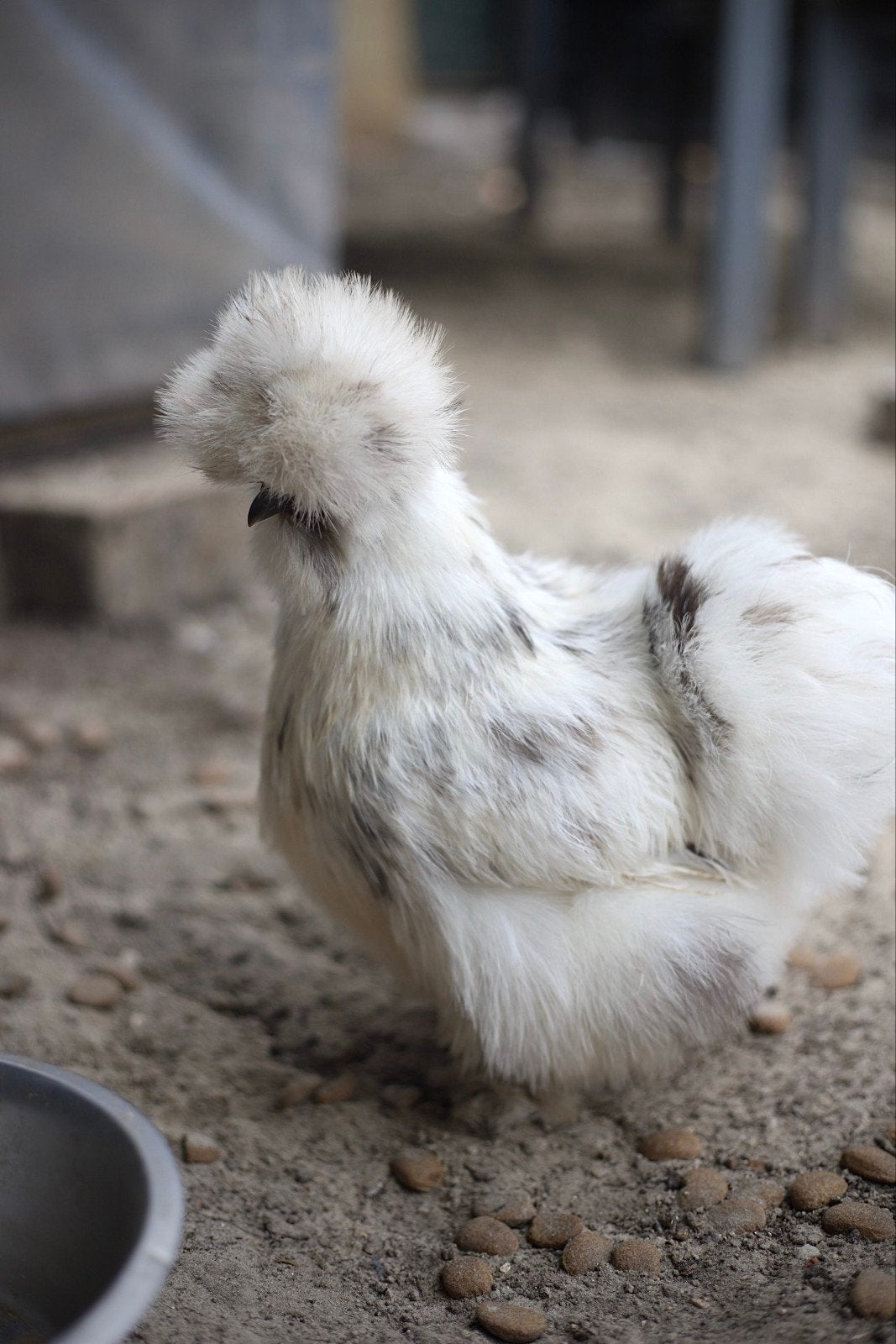 USA zijdehoenders GEZOCHT, Dieren en Toebehoren