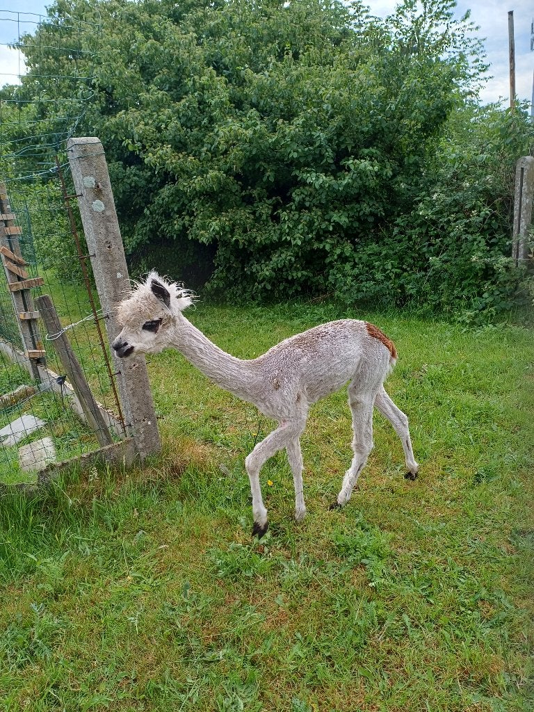 Alpaca hengst, Dieren en Toebehoren, Overige Dieren, Mei, Mannelijk