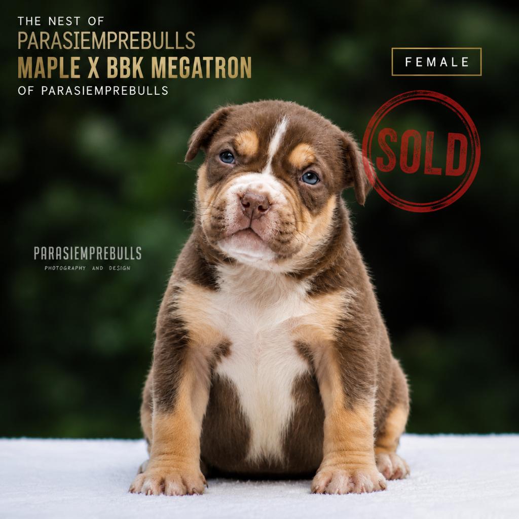 American Bully XL, Hépatite contagieuse (maladie de Rubarth), Autres races, 8 à 15 semaines, Plusieurs