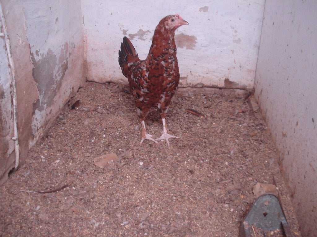 hen (porselein , duizendkleur), Dieren en Toebehoren, Vrouwelijk, Kip