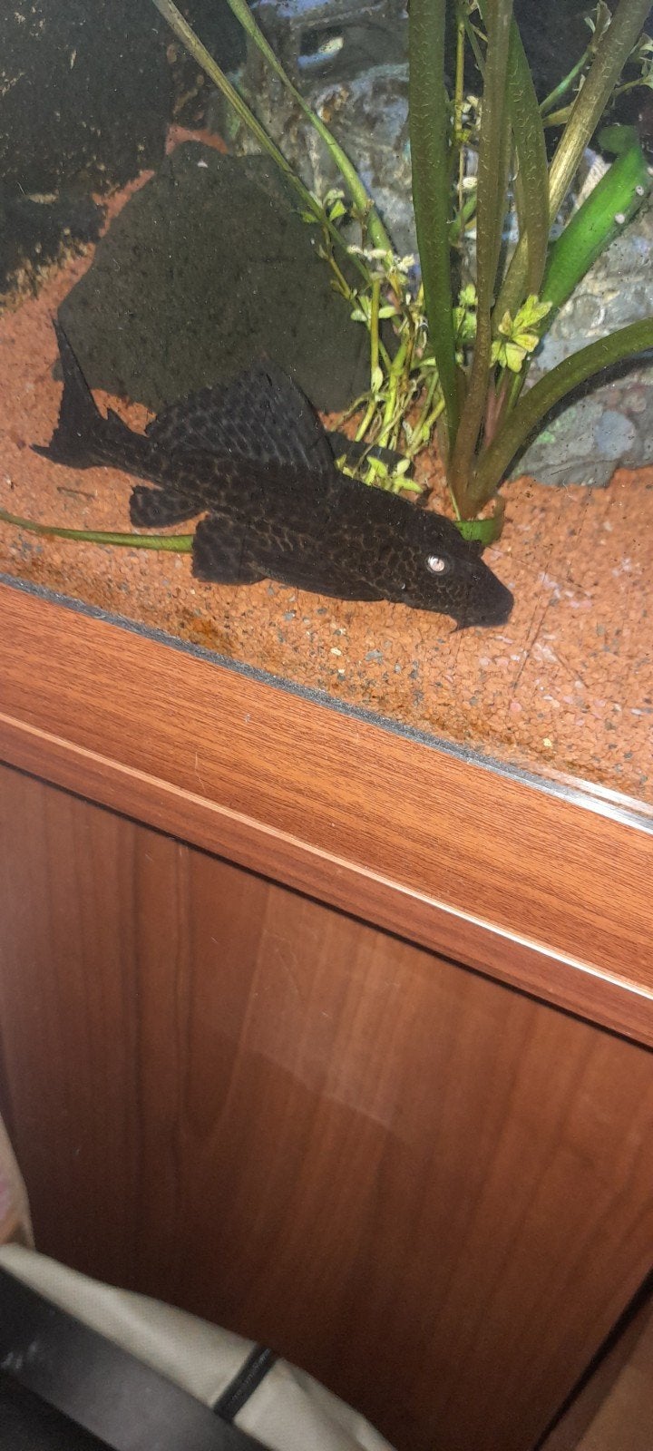 pleco algeneter, Dieren en Toebehoren, Vissen | Aquaria en Toebehoren, Ophalen