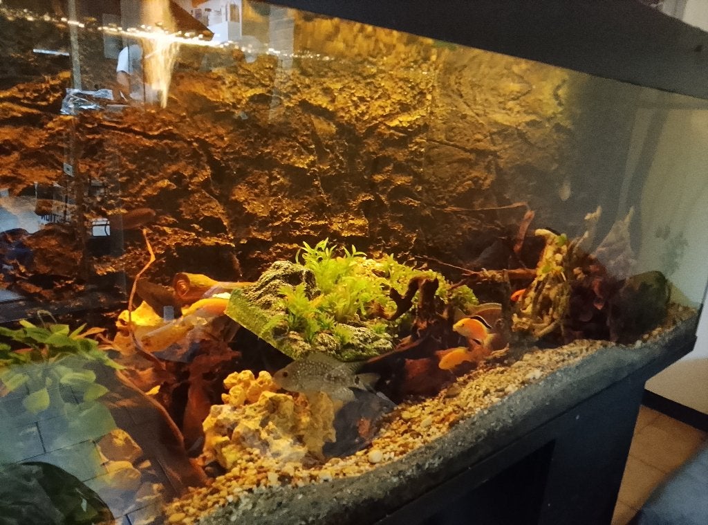 Grote complete , gevulde aquarium, Ophalen, Oase, Pomp, Gevuld zoetwateraquarium