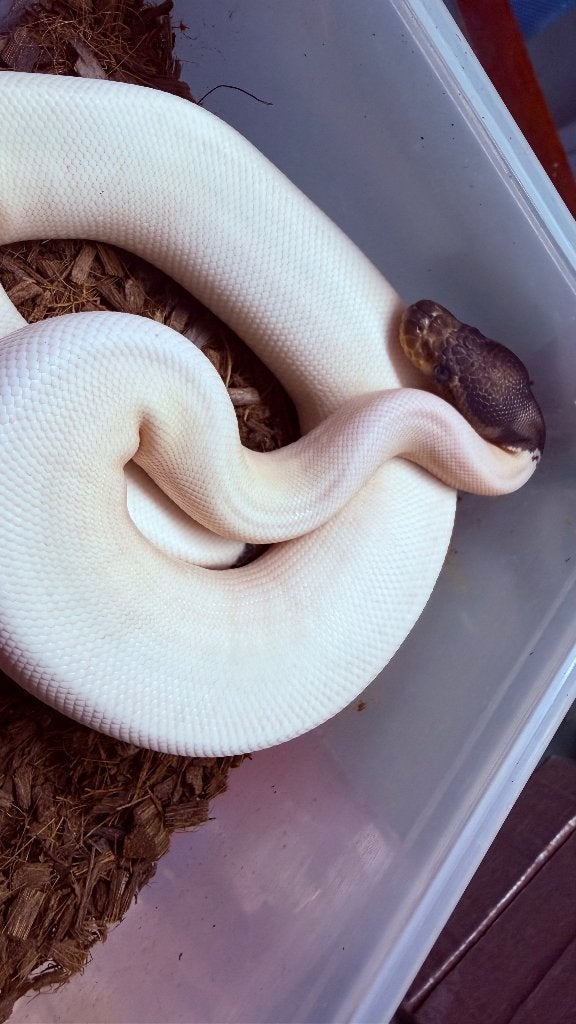 Verschillende ball pythons te koop Ball Python photo 21
