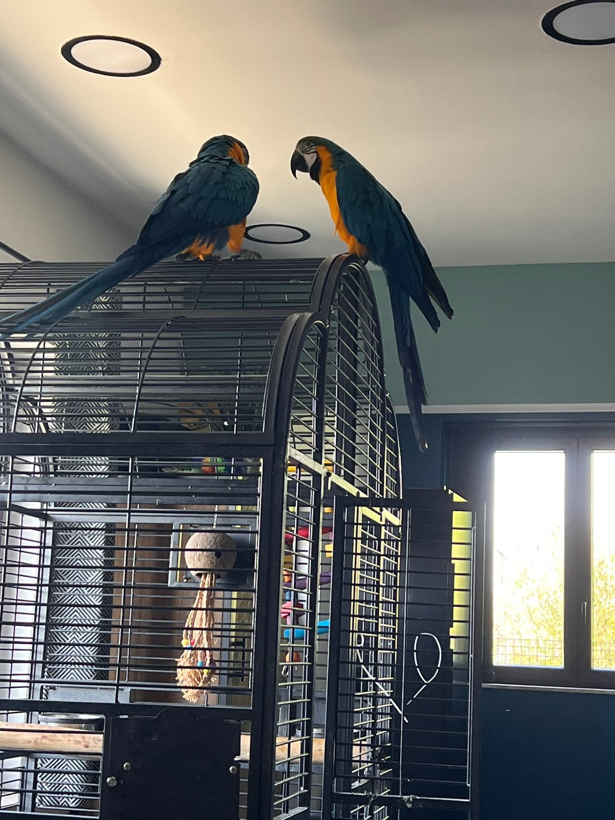Cage pour Perroquet Ara, Ophalen