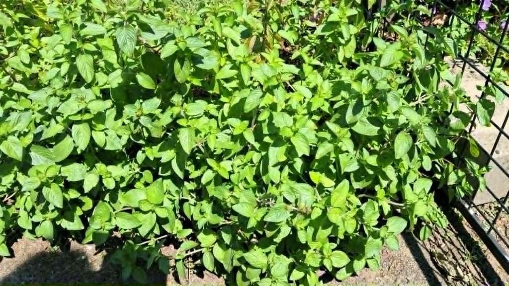 muntplantjes, Tuin en Terras, Ophalen