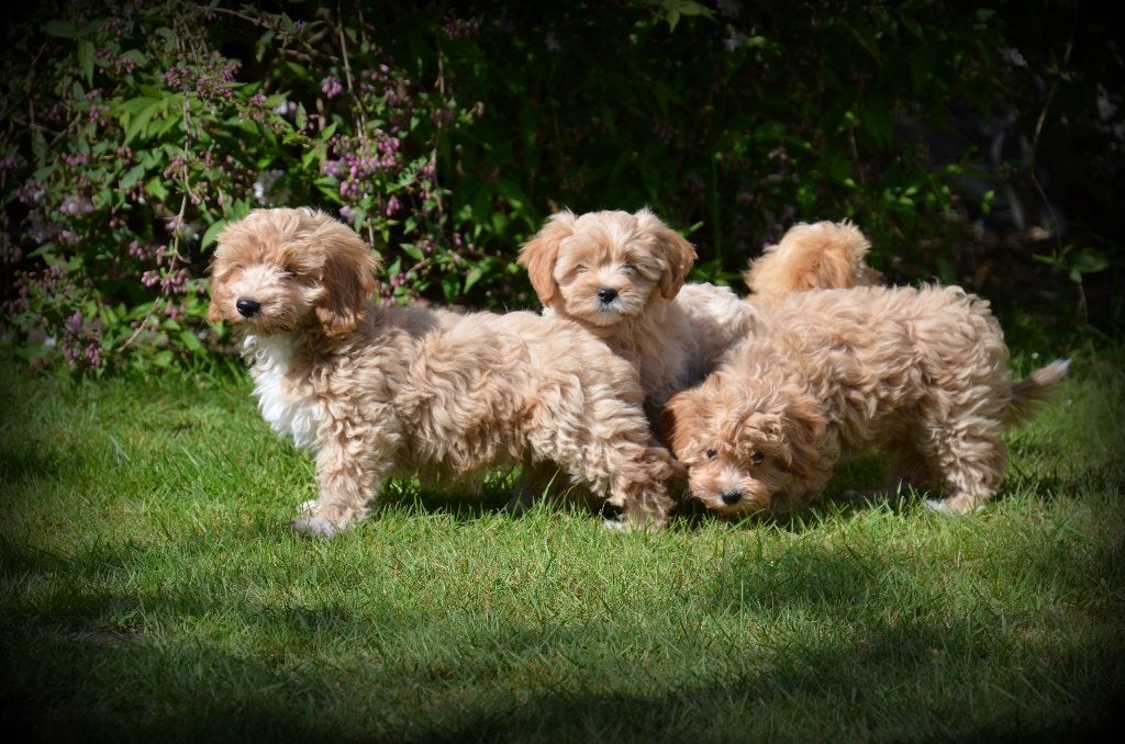 Maltipoo pups, Dieren en Toebehoren, België, 15 weken tot 1 jaar, CDV (hondenziekte), Meerdere