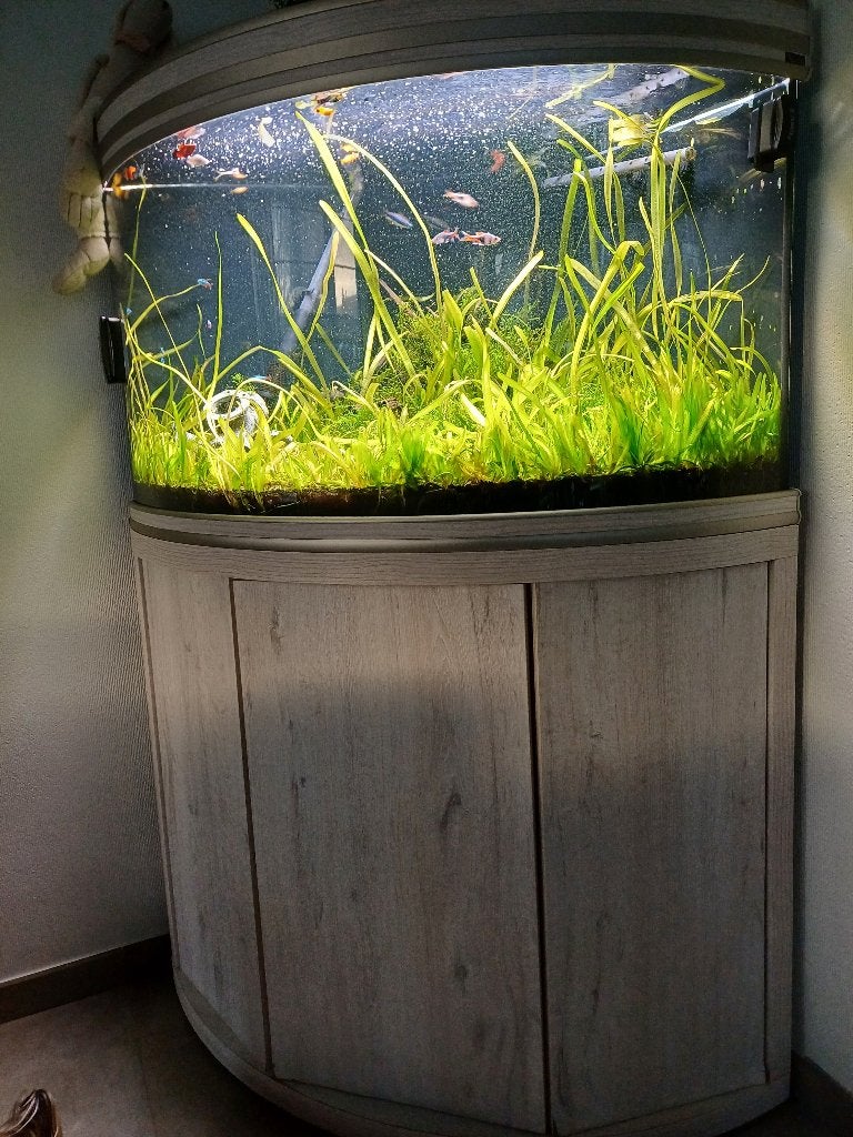 Aquarium, Enlèvement, Utilisé, Meuble d'aquarium, Oase