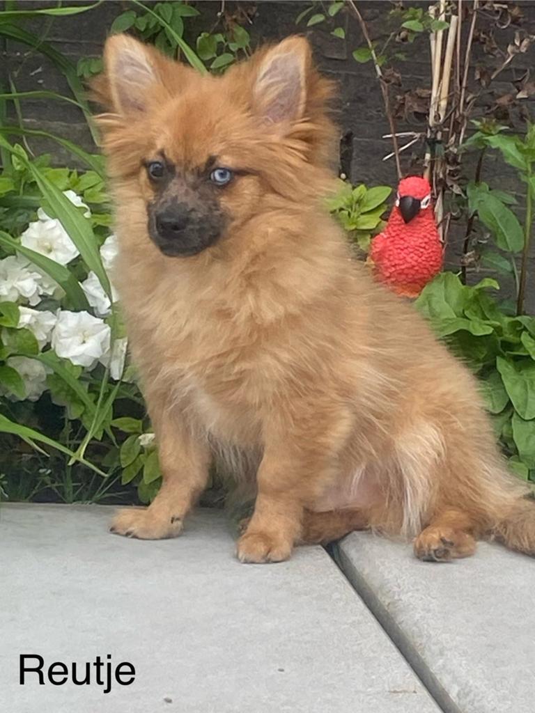 Pomchi reuke, Dieren en Toebehoren, Honden | Chihuahua's en Gezelschapshonden, Chihuahua, Fokker | Professioneel, Eén hond, België