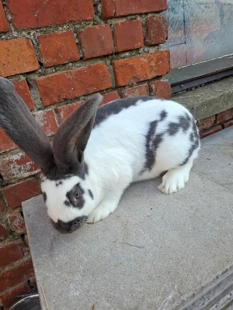 Raszuivere lotharinger ( giant papillon), Dieren en Toebehoren, Konijnen, Groot