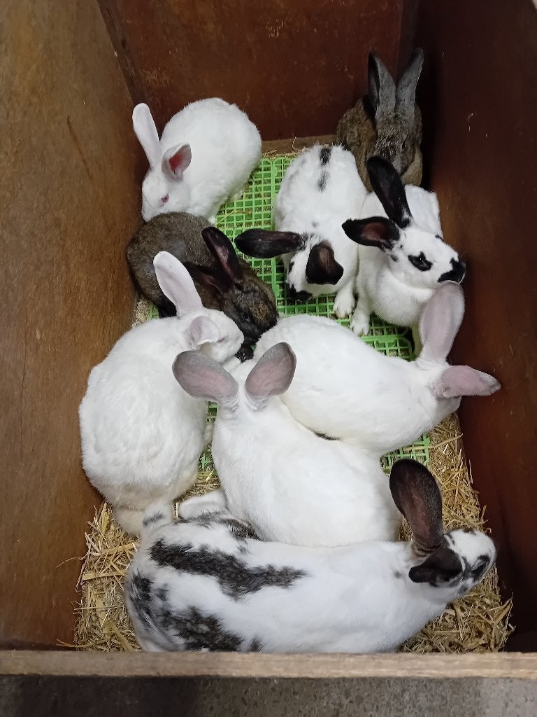 JONGE SLACHTKONIJNEN TOPKWALITEIT/RAS  16WEKEN = 4 kg  = 12€, Dieren en Toebehoren, Meerdere dieren, Middelgroot