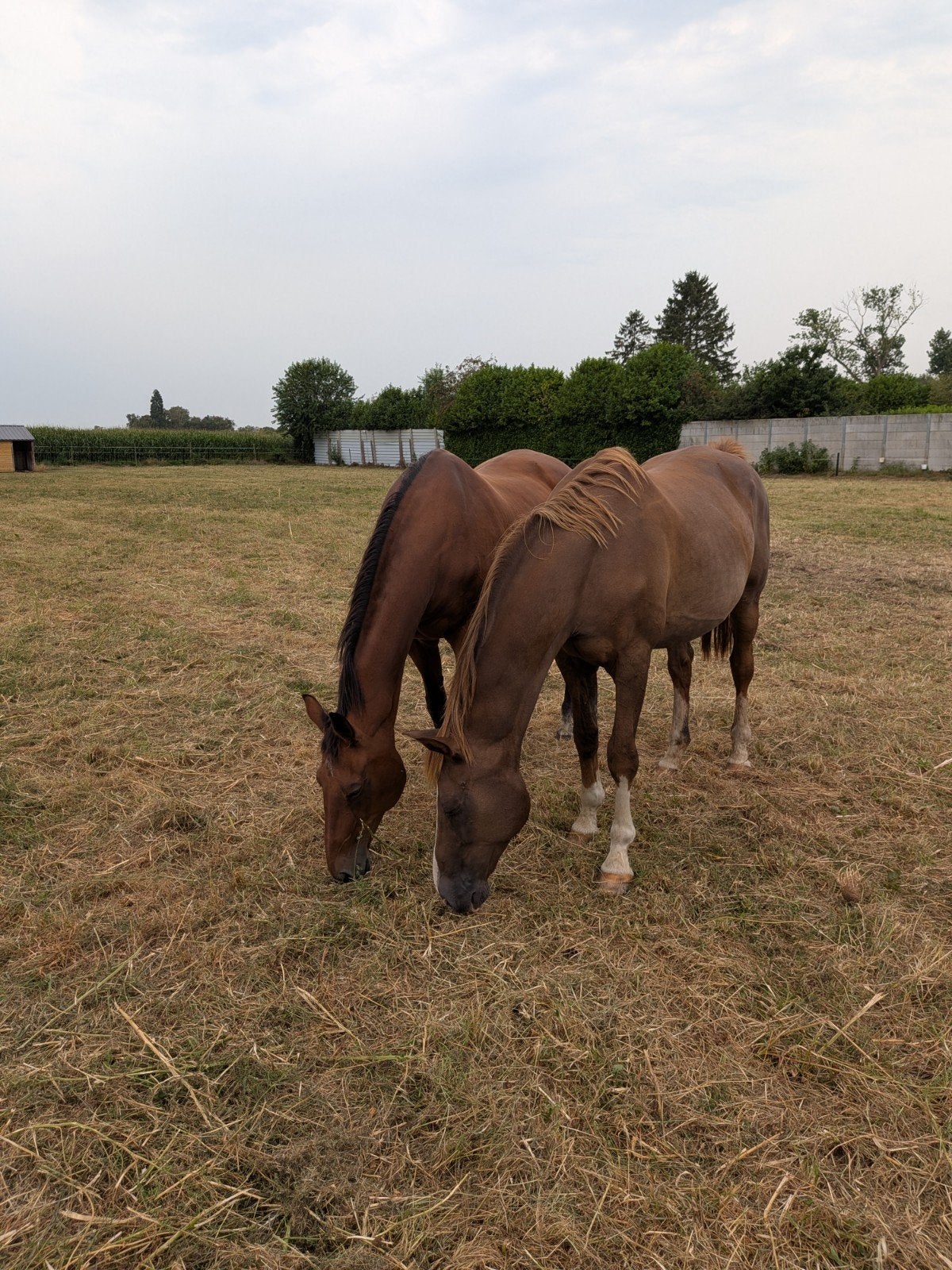 2 gezelschapspaarden, Dieren en Toebehoren, Paarden, Merrie, 165 tot 170 cm, 11 jaar of ouder, Recreatiepaard