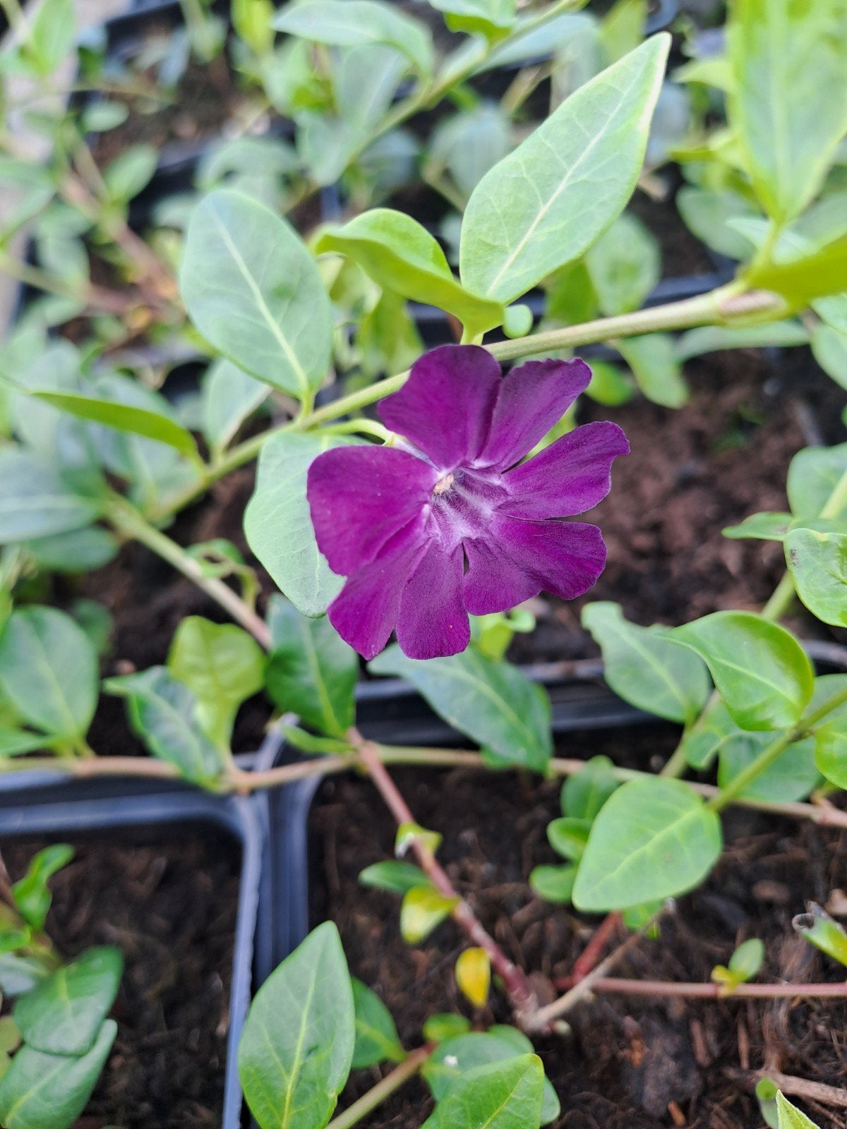 Vinca atropurpurea, Ophalen