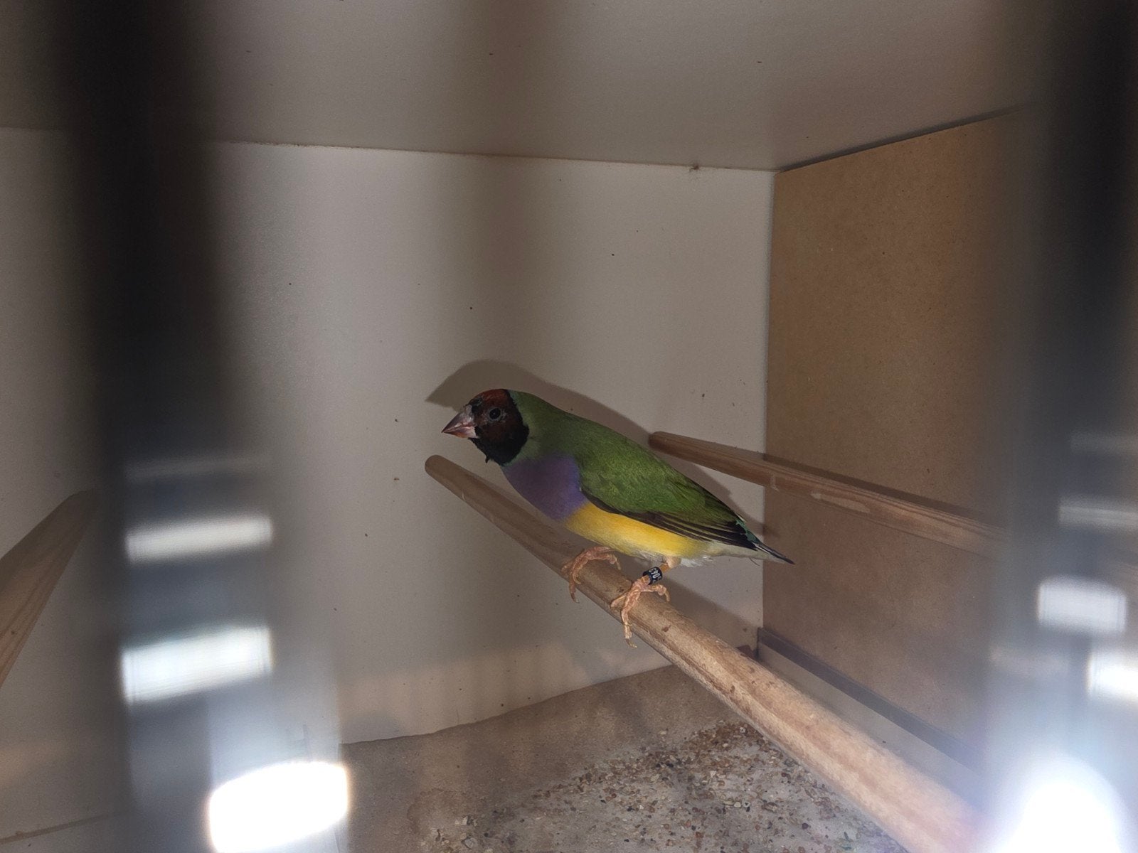 Gouldamadine pop, Dieren en Toebehoren, Vogels | Overige Vogels