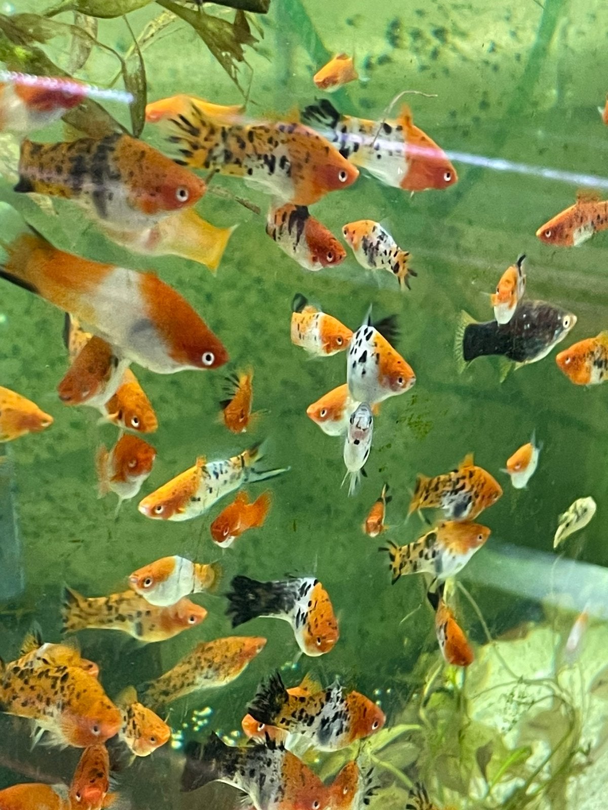 Zwaarddragers, Dieren en Toebehoren