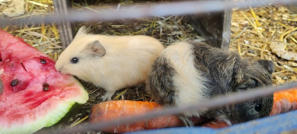 Jonge cavia's, Dieren en Toebehoren, April, Cavia
