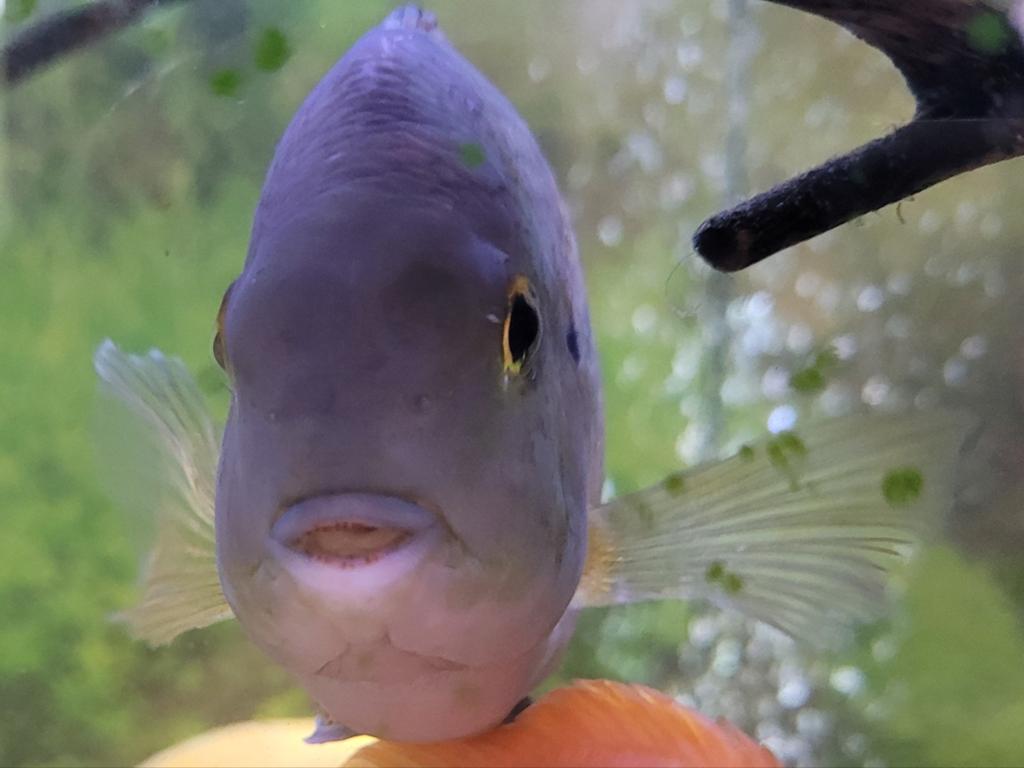 Vis aquarium, Vis