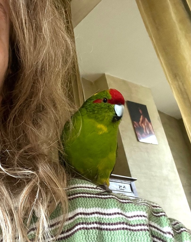 Kakariki, Dieren en Toebehoren, Geslacht onbekend, Parkiet, Tam