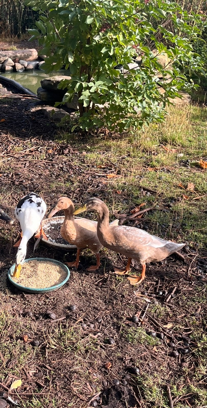 3 Indische loopeendjes te koop, Dieren en Toebehoren, Pluimvee
