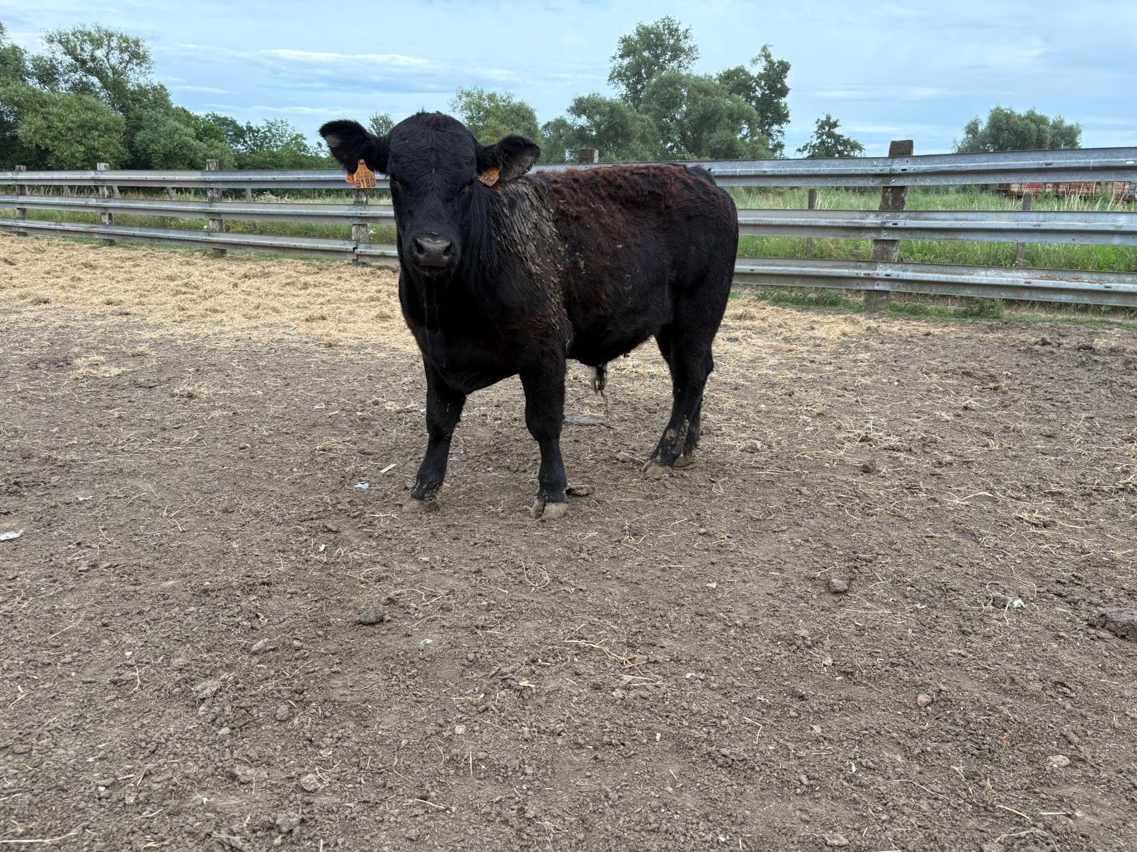 Angus stier, Dieren en Toebehoren, Runderen, Mannelijk, 0 tot 2 jaar