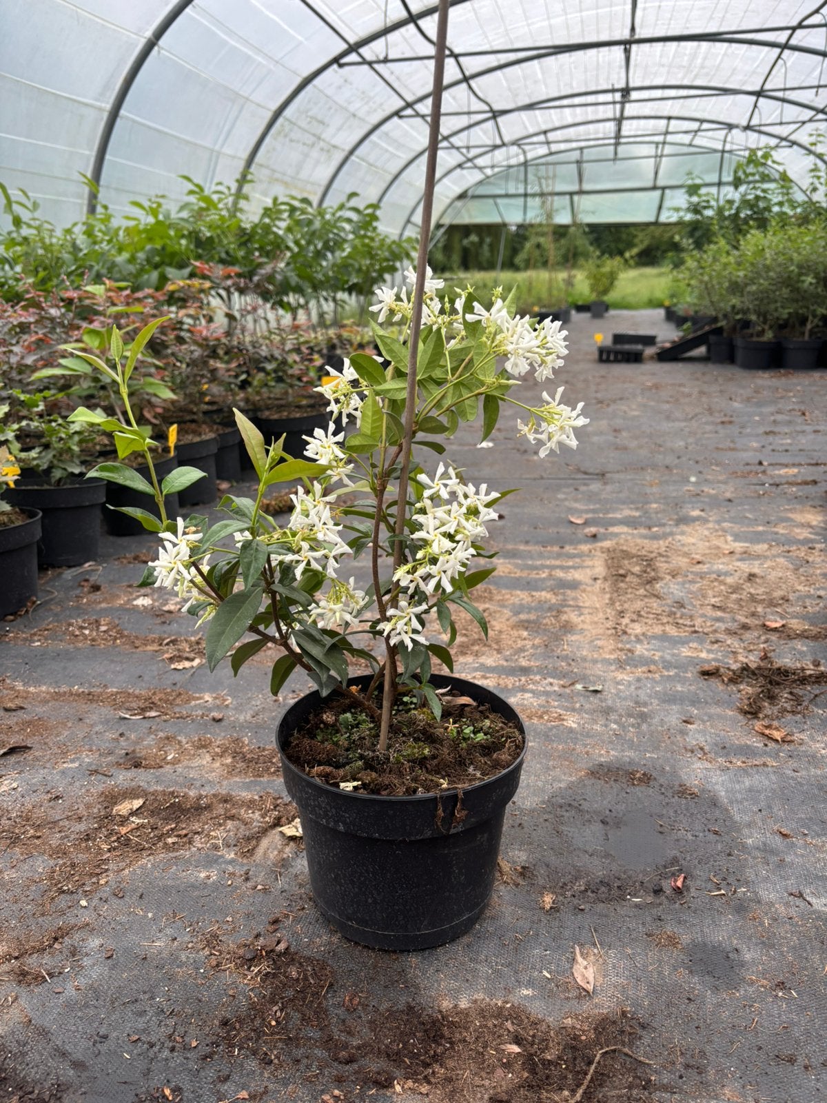 Trachelospermum jasminoides - Sterjasmijn, Tuin en Terras, Ophalen, Lente