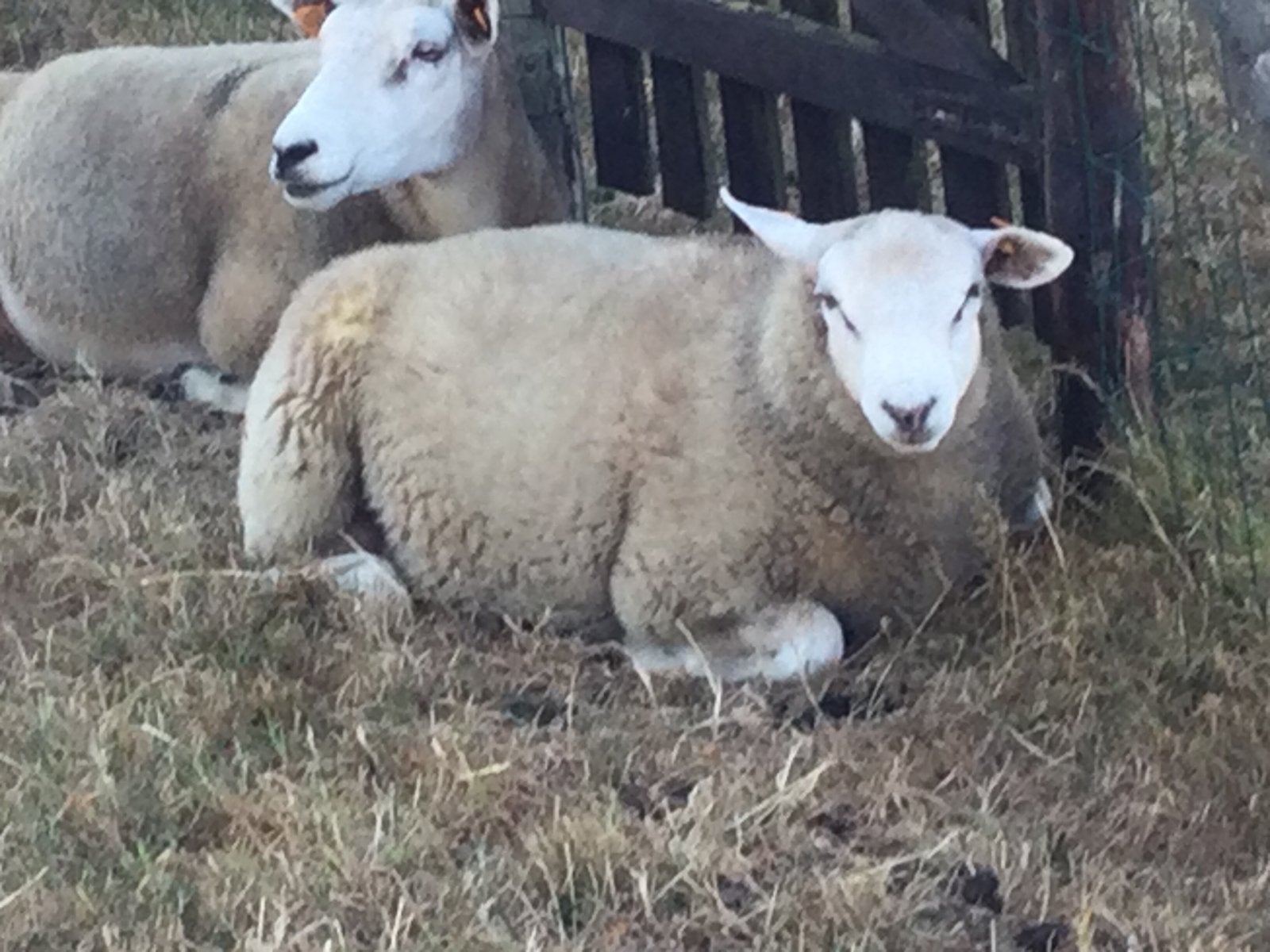 Schaap te koop, Mouton