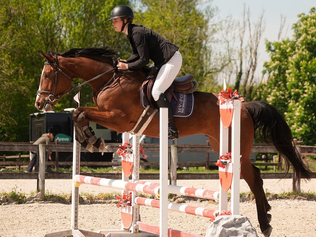 Cheval sauteur de 5 ans, B, Hongre, 165 à 170 cm, Avec pedigree