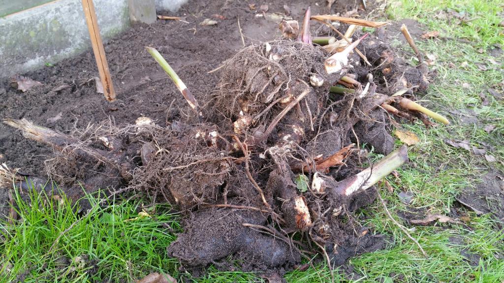 oranjerode canna rhizomen knollen, Tuin en Terras, Bloembollen en Zaden, Wortelstok, Voorjaar, Volle zon, Ophalen of Verzenden