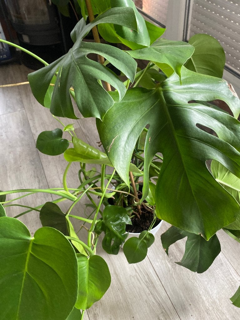 Monstera deliciosa, Huis en Inrichting, Ophalen, 100 tot 150 cm, Halfschaduw, In pot