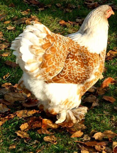 Brahma oeufs fécondés à incuber doré liseré blanc or, Envoi, Neuf