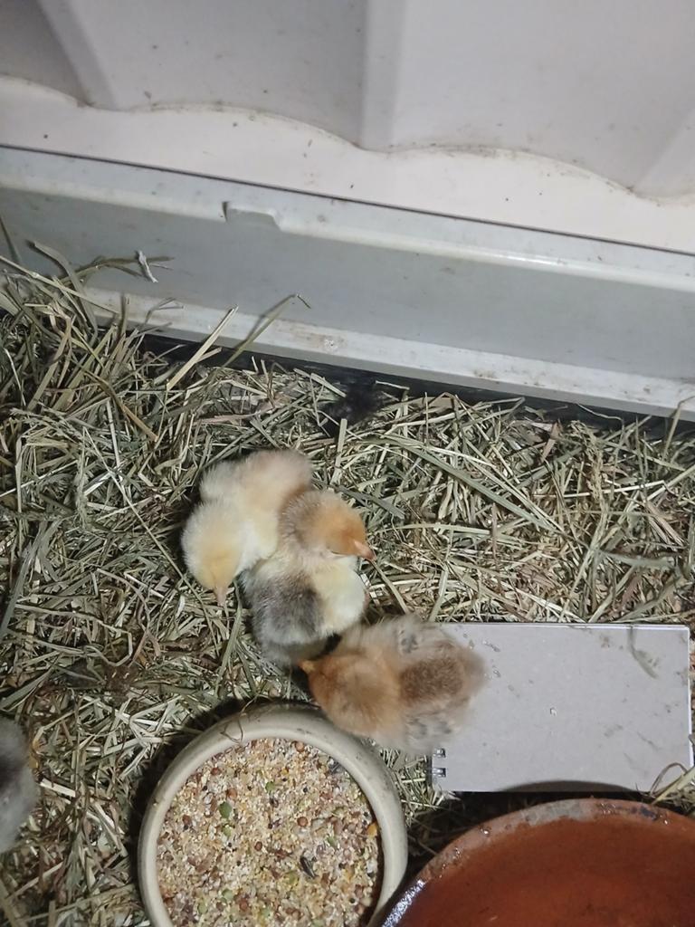 Kuikens cochin kriel, Dieren en Toebehoren, Pluimvee, Geslacht onbekend, Kip
