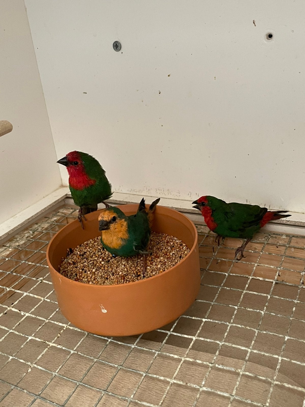 Roodkoppapegaaiamadine, Meerdere dieren, Tropenvogel, Geringd