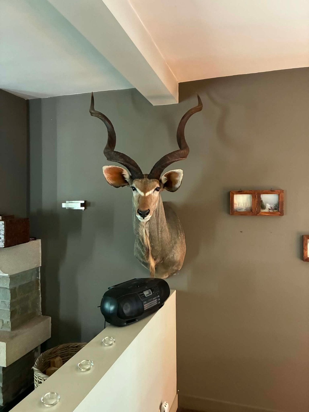 Opgezette Koedoe- prachtige trofee, Dieren en Toebehoren, Mannelijk