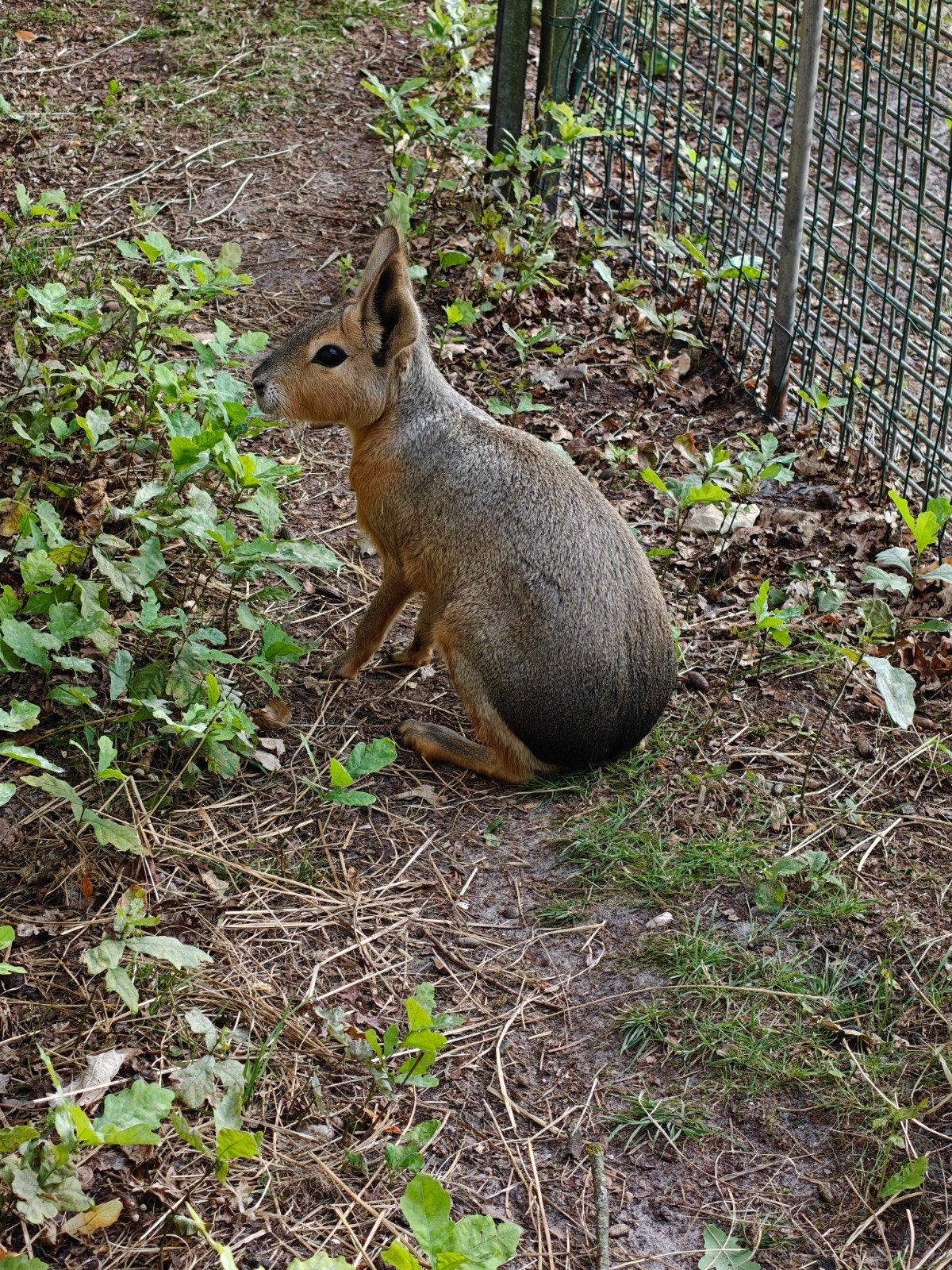 3 Mara's eigen kweek, Dieren en Toebehoren, Knaagdieren, Januari, Meerdere dieren, Overige typen