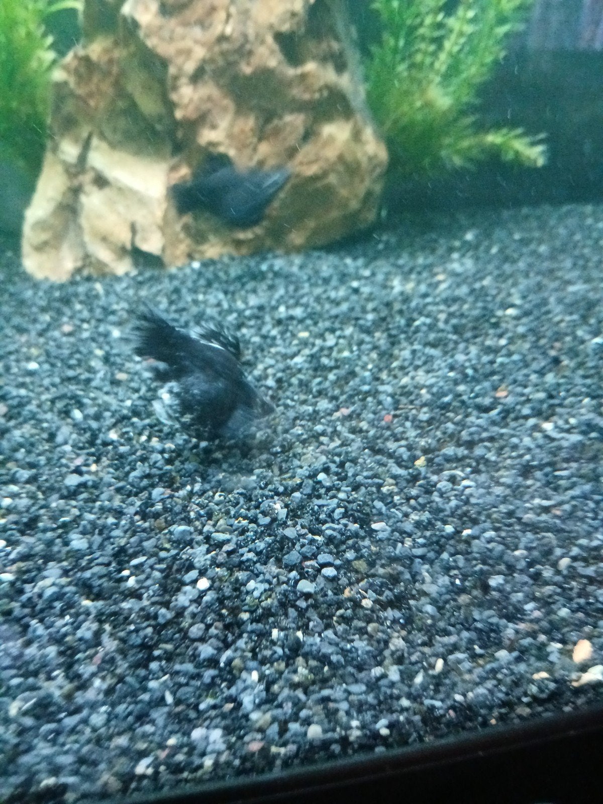 Molly, Dieren en Toebehoren, Vis, Zoetwatervis