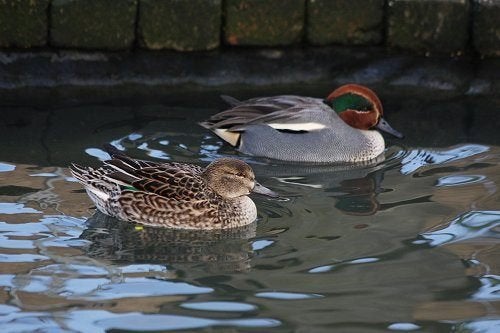 siereenden, Dieren en Toebehoren, Pluimvee, Eend