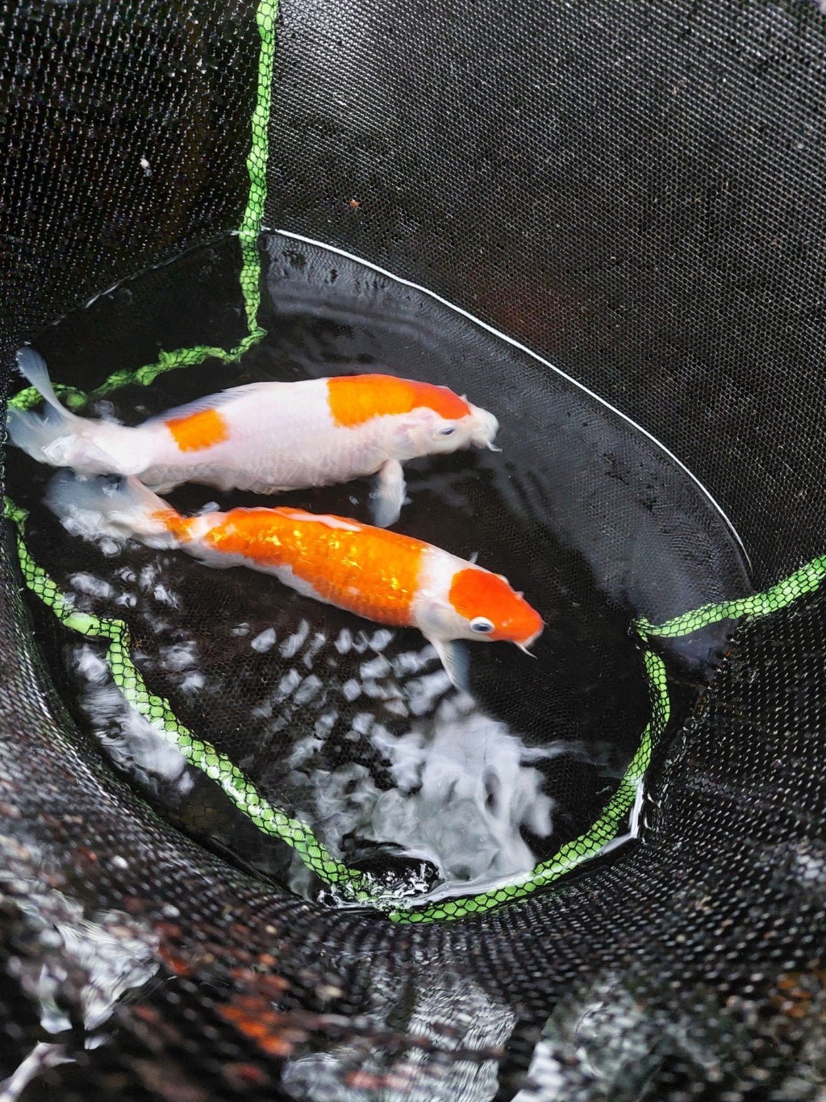 Zeer mooie japanse koi, Karper of Koi