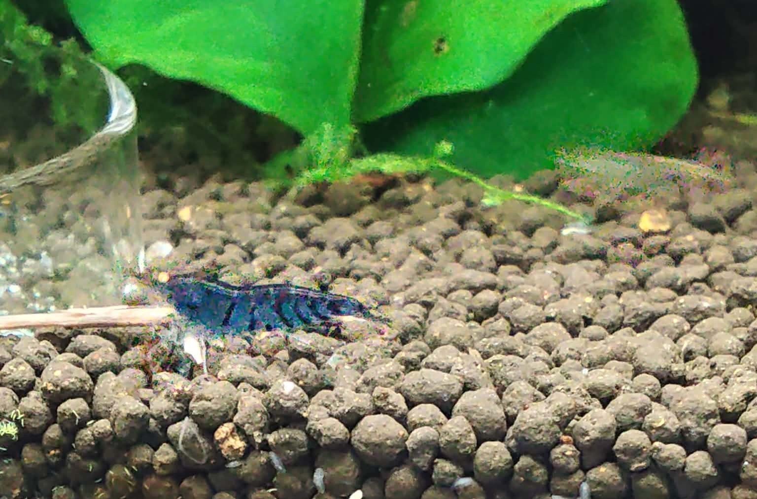 tijgers blue dream orange eye, Dieren en Toebehoren, Kreeft, Krab of Garnaal, Zoetwatervis, Schoolvis