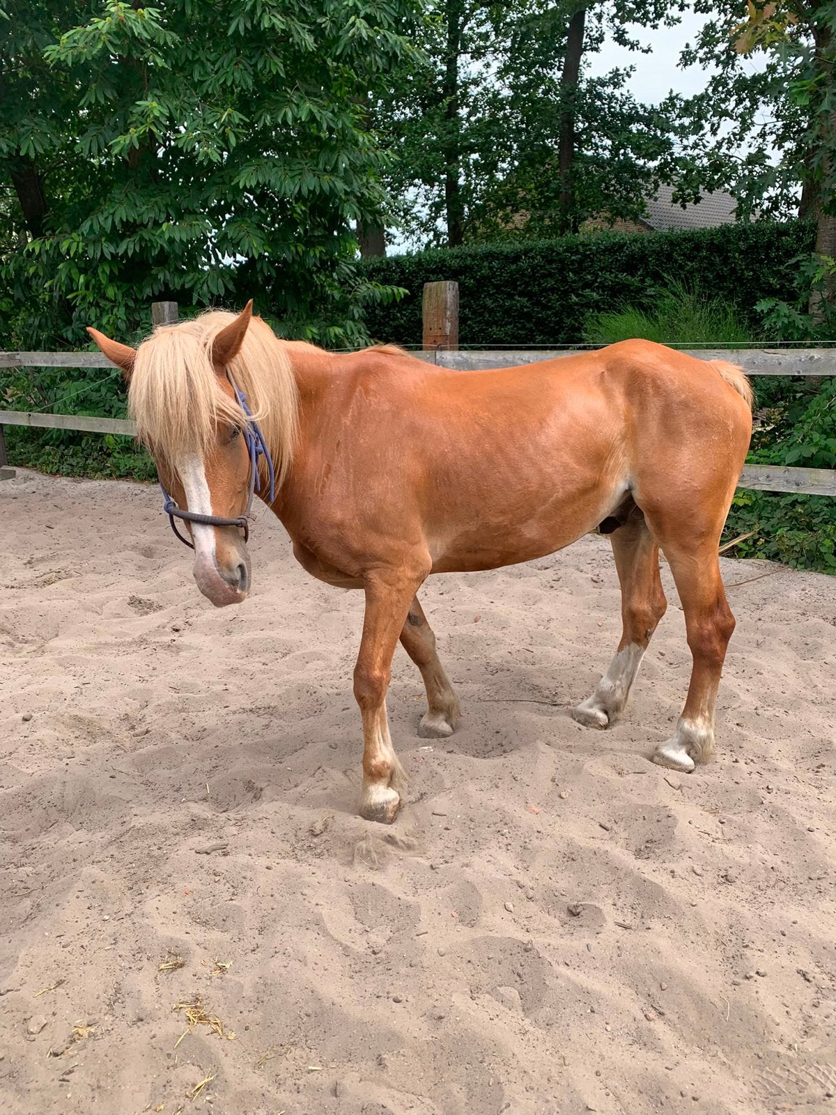 Lieve grote haflinger, Animaux & Accessoires, Chevaux, Hongre, Débourré, Moins de 160 cm, 7 à 10 ans, Cheval de récréation, Avec puce électronique