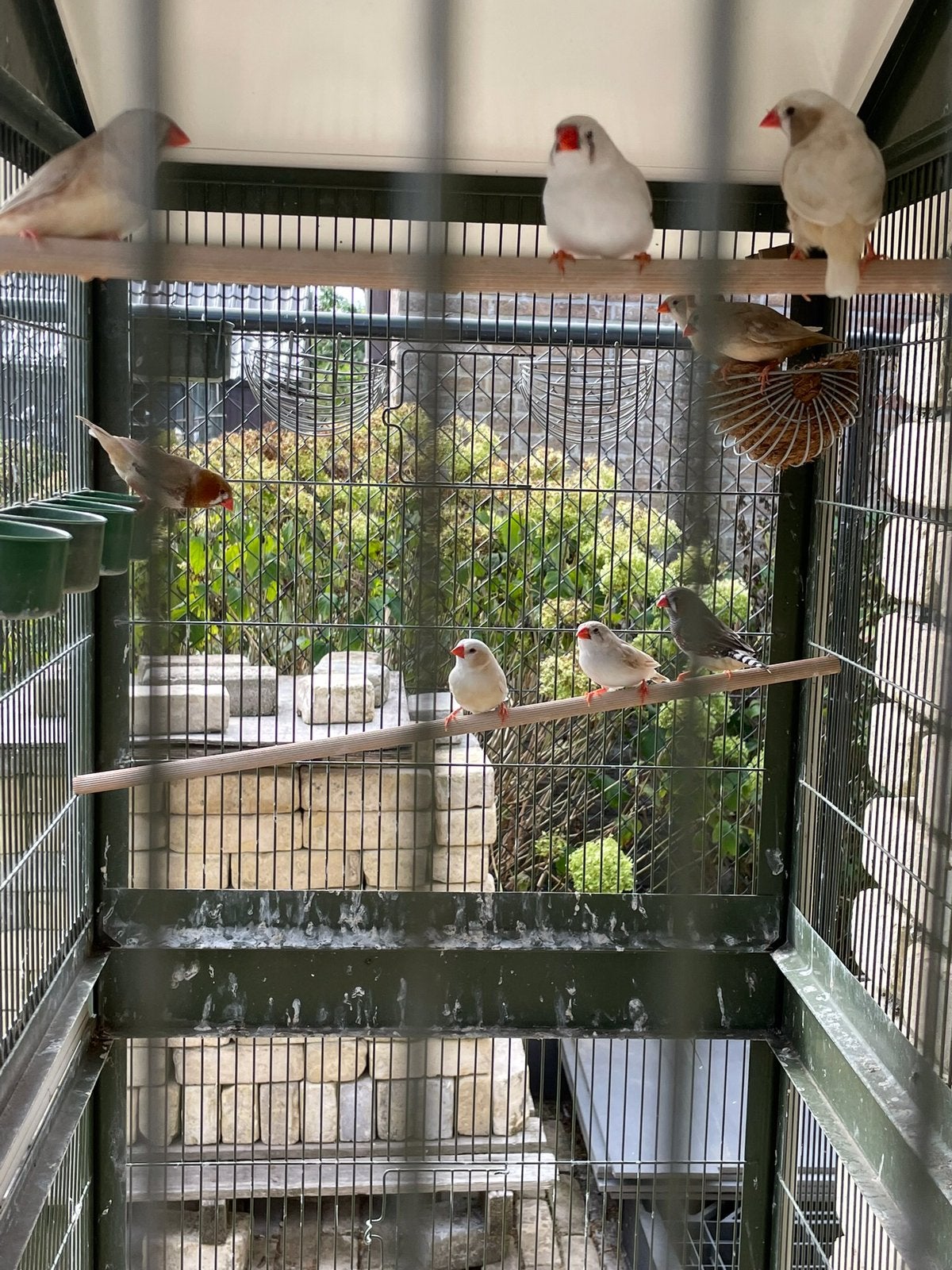 Zebravinken uit buitenvoliere te koop, Dieren en Toebehoren, Vogels | Overige Vogels