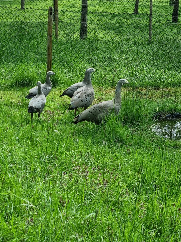 Céréopses, Animaux & Accessoires