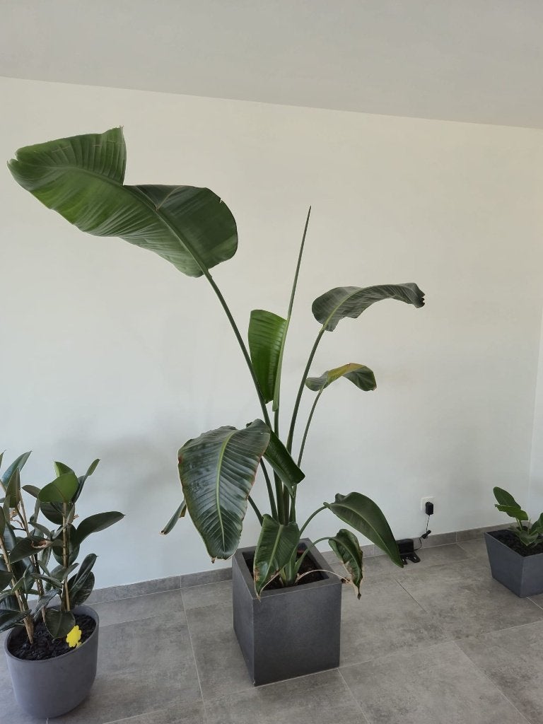 Strelitzia nicolai avec pot de 2 m, Autres espèces, En pot, Plein soleil, Plante verte